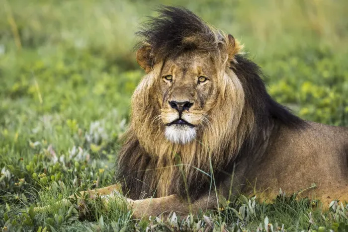Framed Print : Adult male lion resting in grassland, Liuwa Plain National Park, Zambia