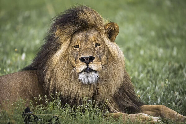 Adult male lion resting in grassland, Liuwa Plain National Park, Zambia