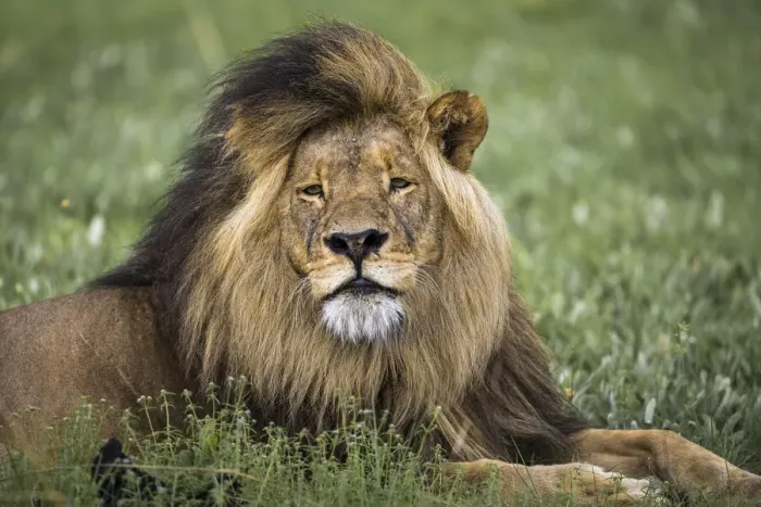Framed Print : Adult male lion resting in grassland, Liuwa Plain National Park, Zambia Framed Print : Adult male lion resting in grassland, Liuwa Plain National Park, Zambia