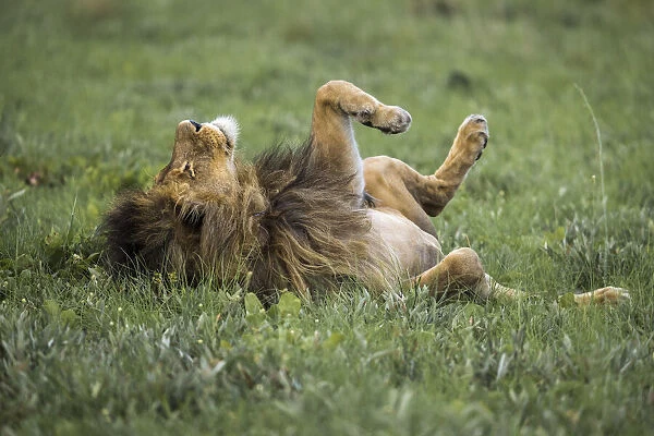 Adult male lion rolling on back in grassland, Liuwa Plain National Park, Zambia