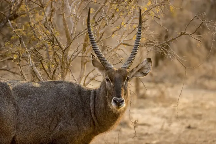 Framed Print : Adult male waterbuck, Lower Zambezi National Park, Zambia Framed Print : Adult male waterbuck, Lower Zambezi National Park, Zambia