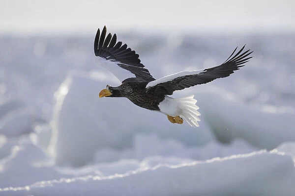 Adult Stellers sea eagle (Haliaeetus pelagicus) in flight over sea ice in Nemuro