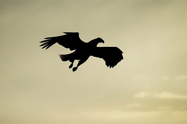 Adult White-tailed Eagle (Haliaeetus albicilla) in flight in silhouette, Hokkaido, Japan