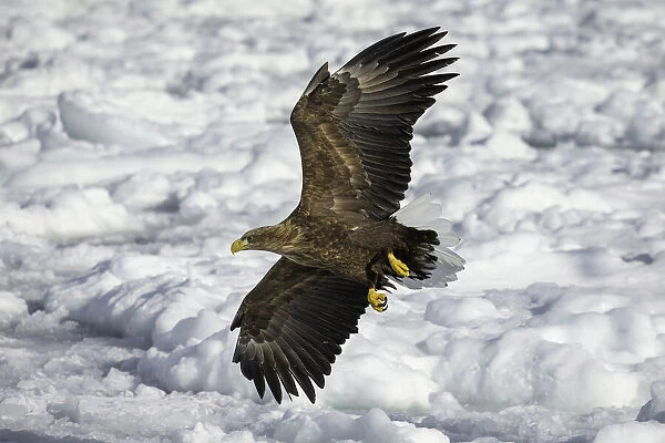 Adult White-tailed Eagle (Haliaeetus albicilla) in flight over sea ice, Hokkaido, Japan
