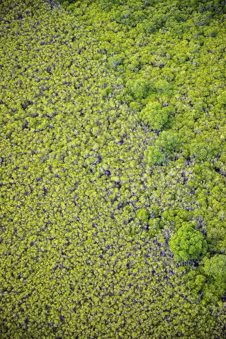 Framed Print : Aerial of mangroves, Port Douglas, Queensland, Australia