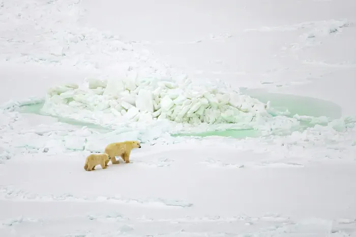Framed Print : Aerial of A polar bear and her cub on the ice near Churchill, Manitoba, Canada Framed Print : Aerial of A polar bear and her cub on the ice near Churchill, Manitoba, Canada