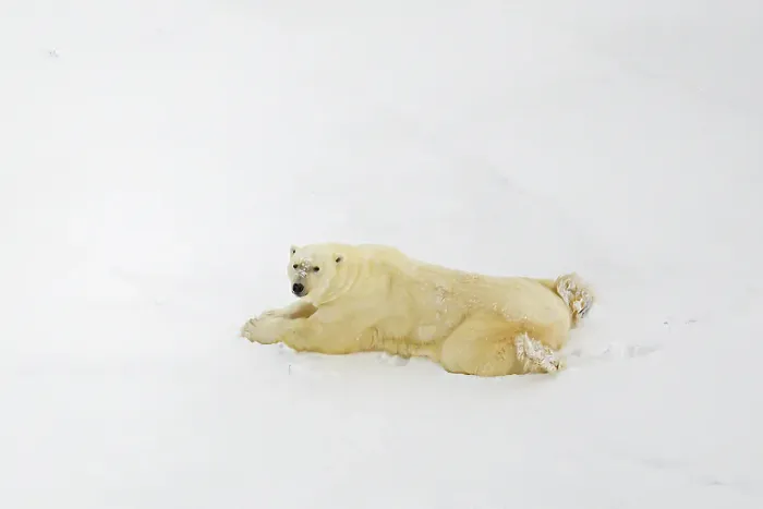 Framed Print : An aerial of a polar bear lying on the ice in Churchill, Manitoba, Canada Framed Print : An aerial of a polar bear lying on the ice in Churchill, Manitoba, Canada
