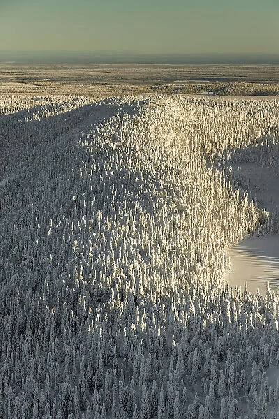 Aerial of snow covered spruce forest, Kuusamo, Finland