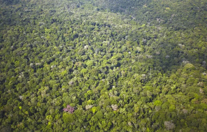 Framed Print : Aerial view of Amazon Rainforest, Manaus, Amazonas, Brazil Framed Print : Aerial view of Amazon Rainforest, Manaus, Amazonas, Brazil