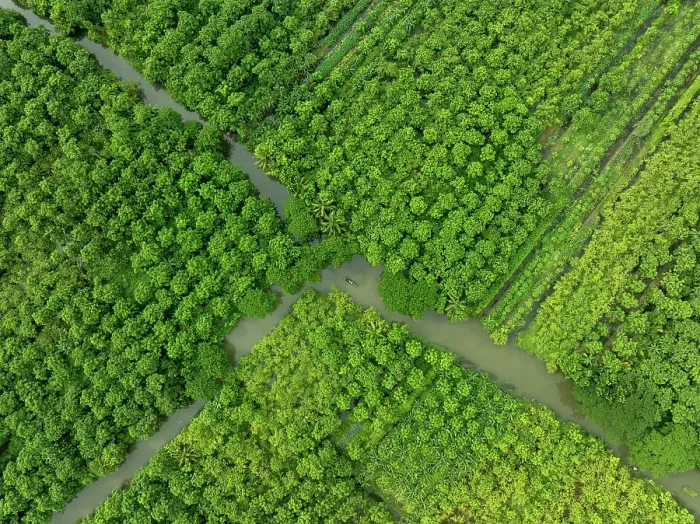 Framed Print : Aerial view of a boat sailing at floating guava garden with beautiful green landscape in Pirojpur, Barisal, Bangladesh Framed Print : Aerial view of a boat sailing at floating guava garden with beautiful green landscape in Pirojpur, Barisal, Bangladesh