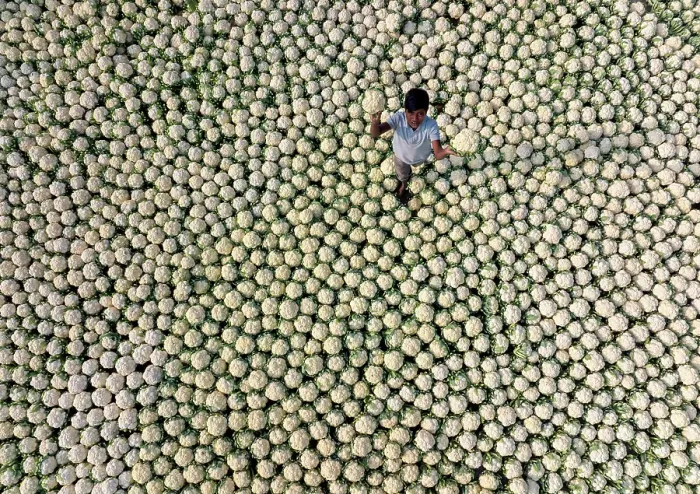 Framed Print : Aerial view of a boy picking cauliflowers in a field in Bogura, Bangladesh Framed Print : Aerial view of a boy picking cauliflowers in a field in Bogura, Bangladesh