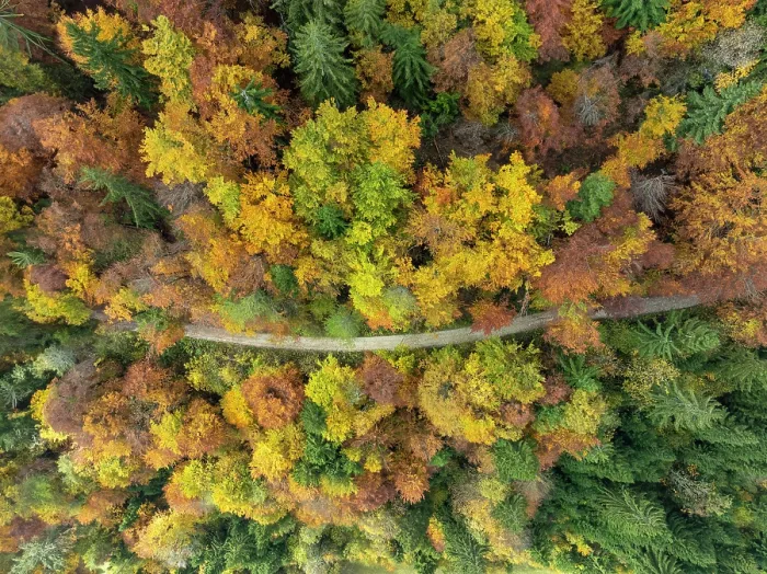 Framed Print : Aerial view of country road running through deciduous woodland in autumn, Jamnik, Slovenia Framed Print : Aerial view of country road running through deciduous woodland in autumn, Jamnik, Slovenia