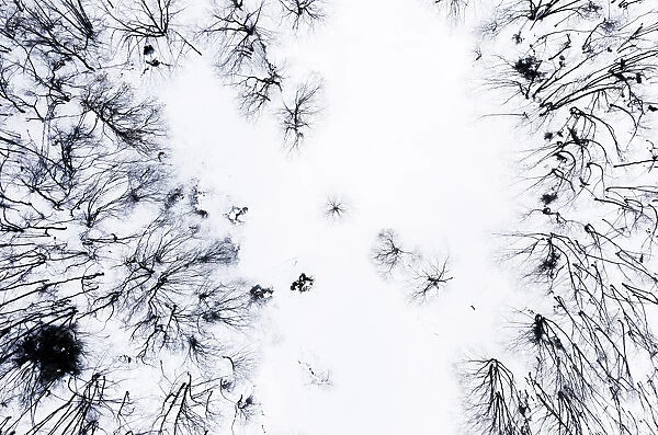 Aerial view of a dead forest during winter in the Apuan Alps, Tuscany, Italy