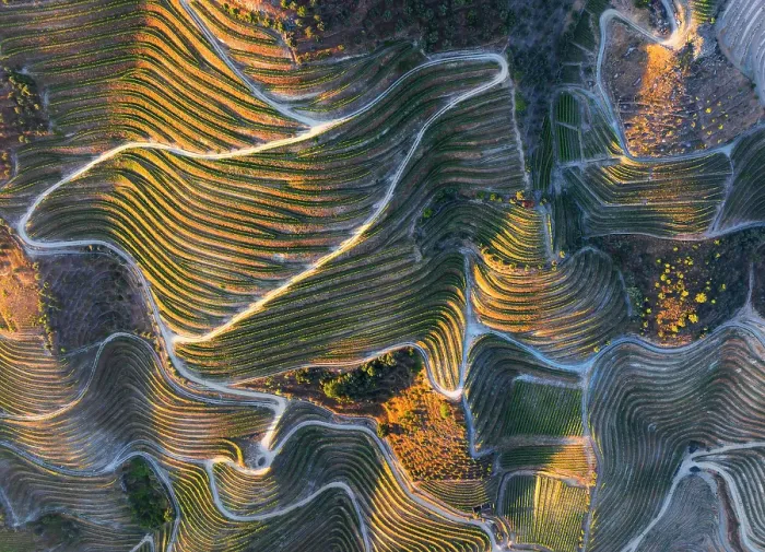Framed Print : Aerial view of Douro Valley with its vineyards, Alijo Vila Real, Douro, Norte, Portugal Framed Print : Aerial view of Douro Valley with its vineyards, Alijo Vila Real, Douro, Norte, Portugal