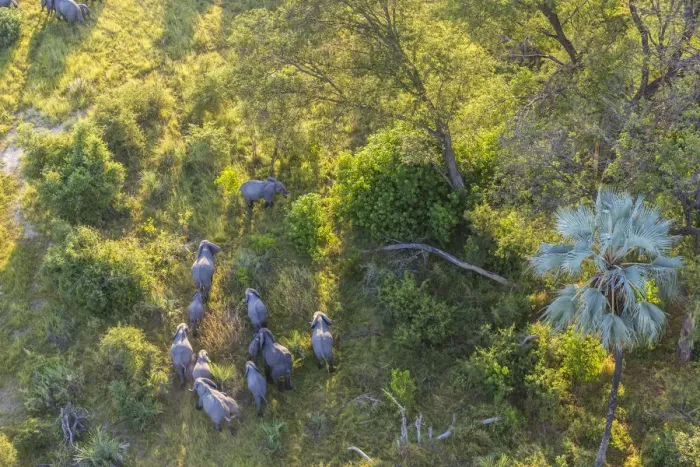 Framed Print : Aerial view of elephants, Okavango Delta, Botswana, Africa Framed Print : Aerial view of elephants, Okavango Delta, Botswana, Africa