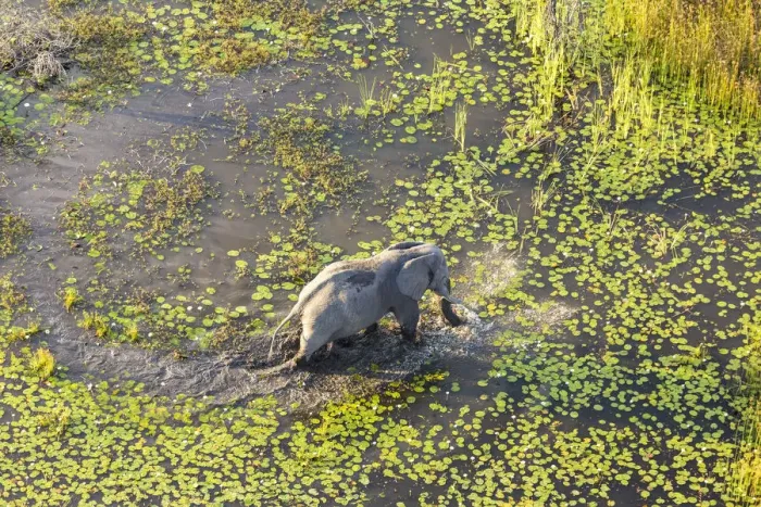 Framed Print : Aerial view of elephants, Okavango Delta, Botswana, Africa