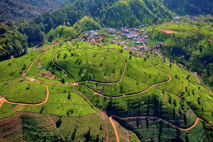 Framed Print : Aerial view of Ella Tea Garden, Nuwara Eliya, Sri Lanka Framed Print : Aerial view of Ella Tea Garden, Nuwara Eliya, Sri Lanka