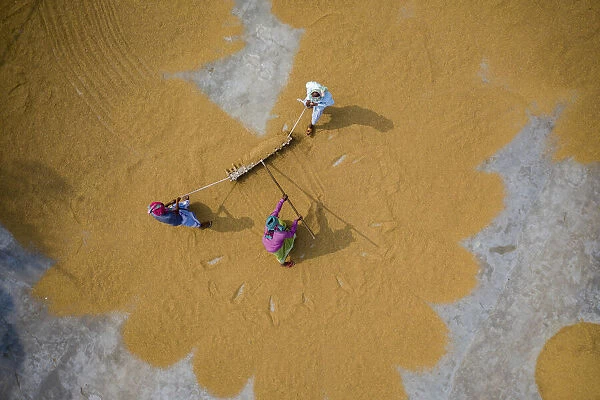 Aerial view of farmers working on rice field draining and drying rice at sunlight