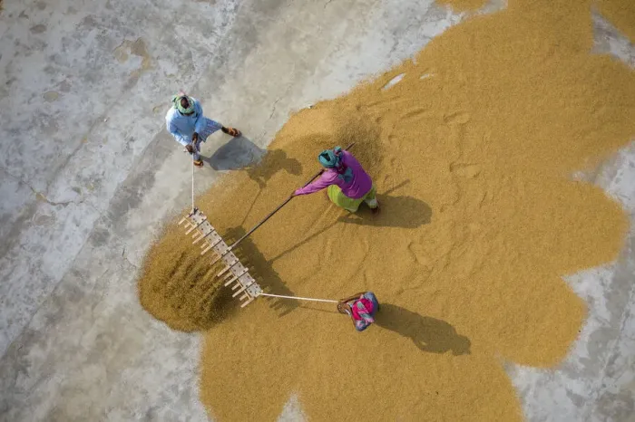 Framed Print : Aerial view of farmers working on rice field draining and drying rice at sunlight Framed Print : Aerial view of farmers working on rice field draining and drying rice at sunlight