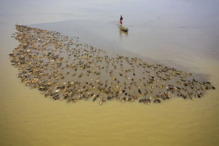 Framed Print : Aerial view of a fisherman standing on a canoe following a flock of ducks along Baulai Framed Print : Aerial view of a fisherman standing on a canoe following a flock of ducks along Baulai