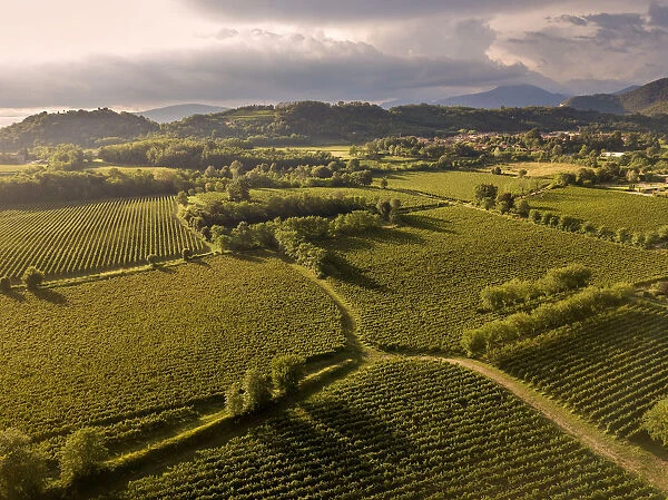 Aerial view of Franciacorta fields, Franciacorta, Brescia province, Lombardy district
