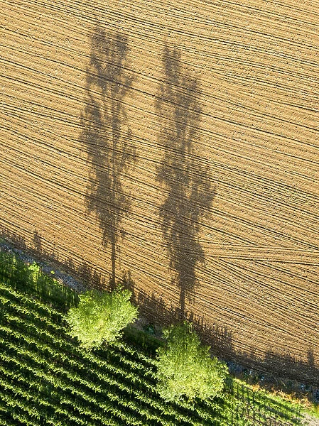 Aerial view of Franciacorta fields, Franciacorta, Brescia province, Lombardy district