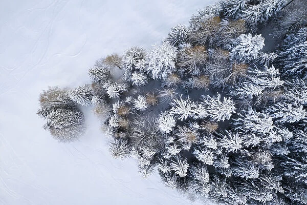 Aerial view of a group of trees covered in snow near the Presolana Pass after a snowfall