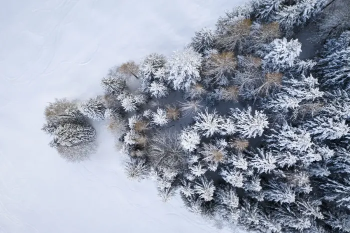 Framed Print : Aerial view of a group of trees covered in snow near the Presolana Pass after a snowfall