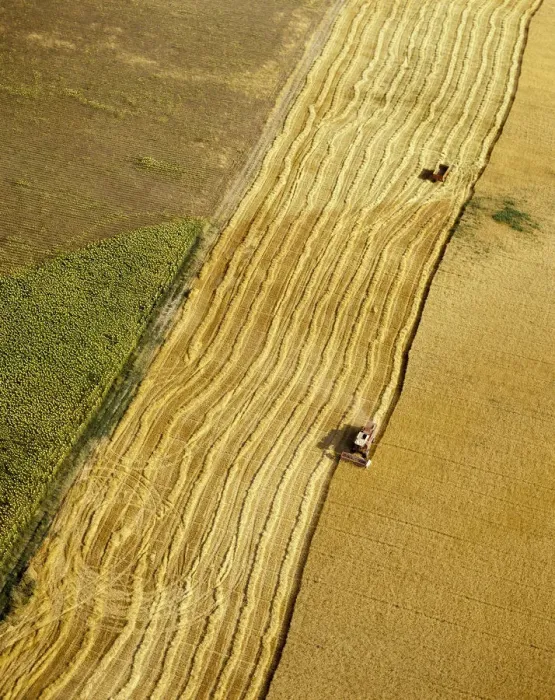 Framed Print : Aerial view of harvesting in Ribatejo, Portugal Framed Print : Aerial view of harvesting in Ribatejo, Portugal