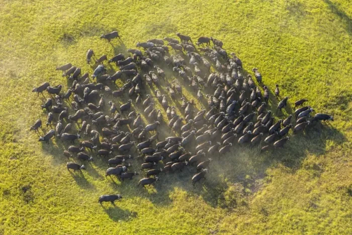 Framed Print : Aerial view herd of African Buffalos, Okavango Delta, Botswana, Africa Framed Print : Aerial view herd of African Buffalos, Okavango Delta, Botswana, Africa