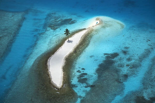 Aerial View over Island with Lone Palm Tree, Maldives, Indian Ocean
