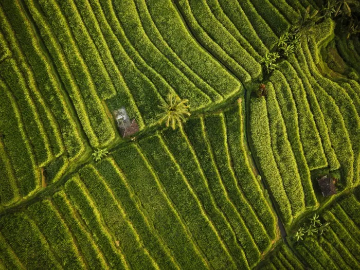 Framed Print : Aerial View of Jatiluwih Rice Terraces, Tabanan, Bali, Indonesia Framed Print : Aerial View of Jatiluwih Rice Terraces, Tabanan, Bali, Indonesia