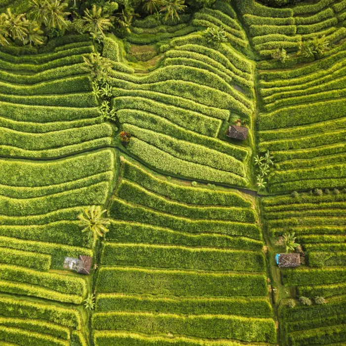Framed Print : Aerial View of Jatiluwih Rice Terraces, Tabanan, Bali, Indonesia Framed Print : Aerial View of Jatiluwih Rice Terraces, Tabanan, Bali, Indonesia