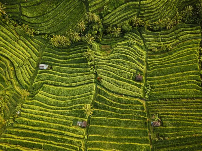 Framed Print : Aerial View of Jatiluwih Rice Terraces, Tabanan, Bali, Indonesia Framed Print : Aerial View of Jatiluwih Rice Terraces, Tabanan, Bali, Indonesia