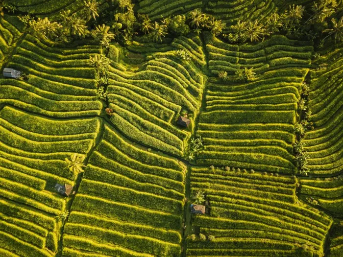 Framed Print : Aerial View of Jatiluwih Rice Terraces, Tabanan, Bali, Indonesia Framed Print : Aerial View of Jatiluwih Rice Terraces, Tabanan, Bali, Indonesia
