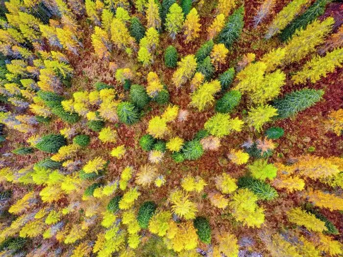 Framed Print : Aerial View over Larch & Evergreen Forest, Dolomites, Belluno, Veneto, Italy Framed Print : Aerial View over Larch & Evergreen Forest, Dolomites, Belluno, Veneto, Italy