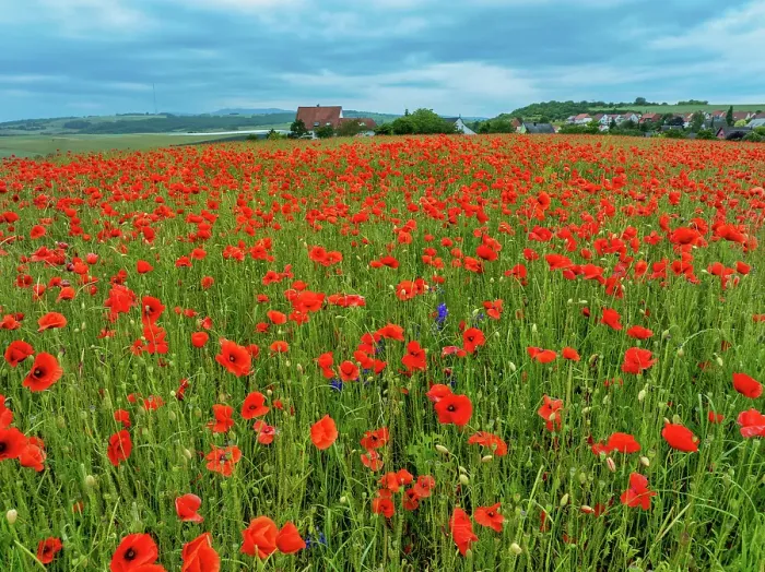 Framed Print : Aerial view of large poppy field in Neugartheim, Alsace, France Framed Print : Aerial view of large poppy field in Neugartheim, Alsace, France
