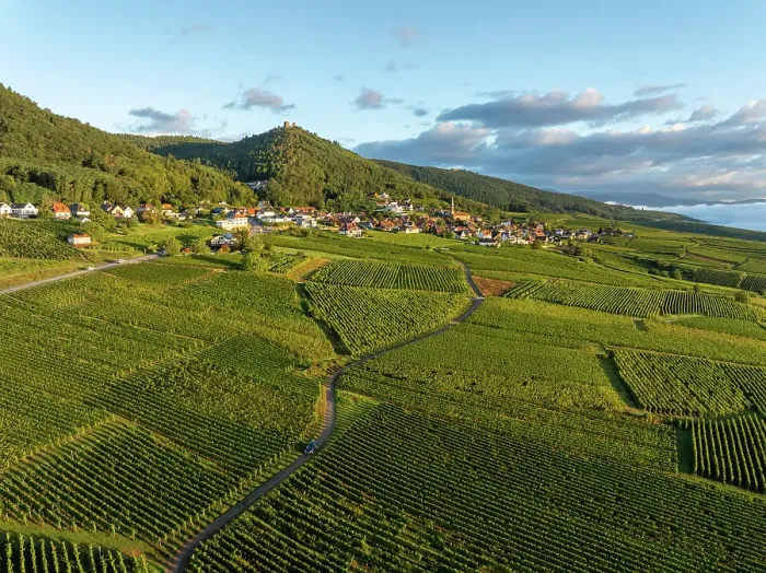 Framed Print : Aerial view of large vineyard in Colmar, Alsace, France Framed Print : Aerial view of large vineyard in Colmar, Alsace, France