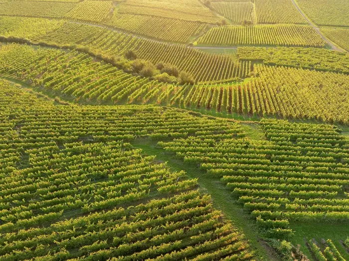 Framed Print : Aerial view of large vineyard in Colmar, Alsace, France Framed Print : Aerial view of large vineyard in Colmar, Alsace, France
