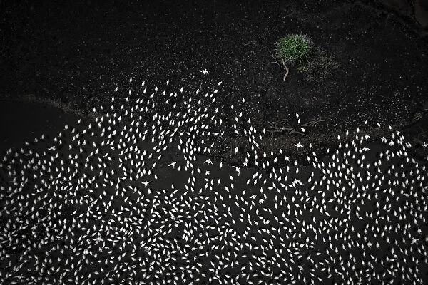 Aerial view of lesser and greater flamingos gathering in Lake Bogoria, rift valley, Kenya