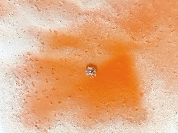 Framed Print : Aerial view detail of a lone plant in a red lagoon of the Antofalla Salt Flat (Salar de Antofalla), Puna de Atacama, Catamarca, Argentina Framed Print : Aerial view detail of a lone plant in a red lagoon of the Antofalla Salt Flat (Salar de Antofalla), Puna de Atacama, Catamarca, Argentina