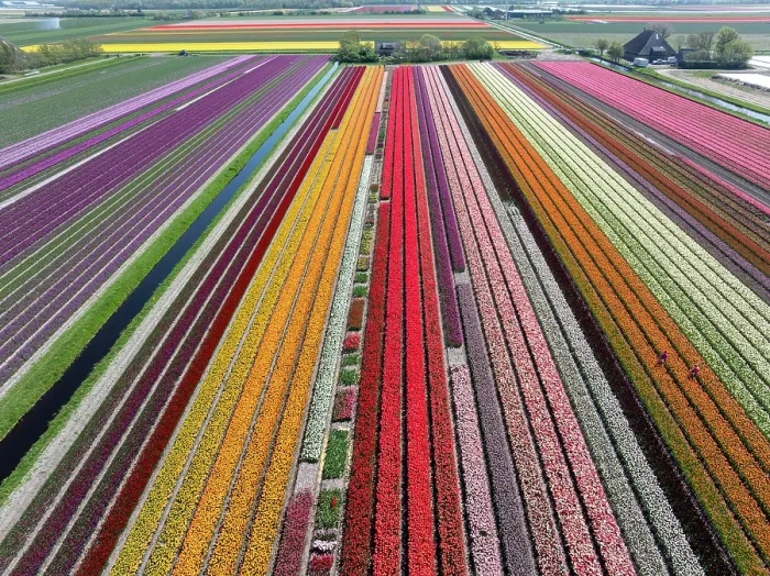 Framed Print : An aerial view of multi-coloured tulip fields, North Holland, Netherlands Framed Print : An aerial view of multi-coloured tulip fields, North Holland, Netherlands