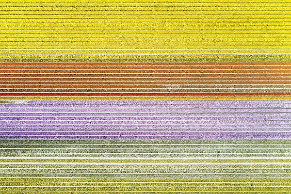 Aerial view of a multicolor tulips field (Warmenhuizen, Schagen municipality, Dutch