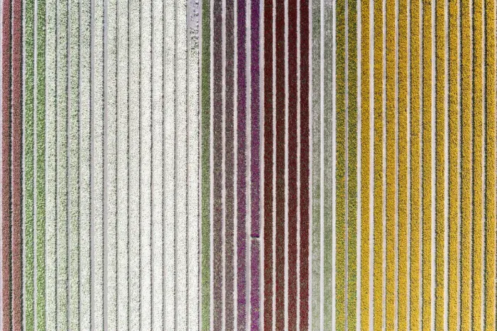 Framed Print : Aerial view of a multicolor tulips field (Warmenhuizen, Schagen municipality, Dutch Framed Print : Aerial view of a multicolor tulips field (Warmenhuizen, Schagen municipality, Dutch