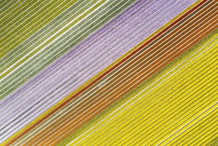 Framed Print : Aerial view of a multicolor tulips field (Warmenhuizen, Schagen municipality, Dutch Framed Print : Aerial view of a multicolor tulips field (Warmenhuizen, Schagen municipality, Dutch