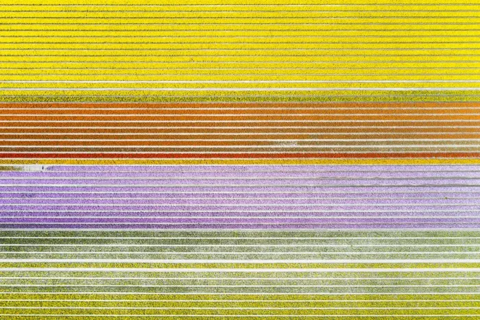 Framed Print : Aerial view of a multicolor tulips field (Warmenhuizen, Schagen municipality, Dutch Framed Print : Aerial view of a multicolor tulips field (Warmenhuizen, Schagen municipality, Dutch