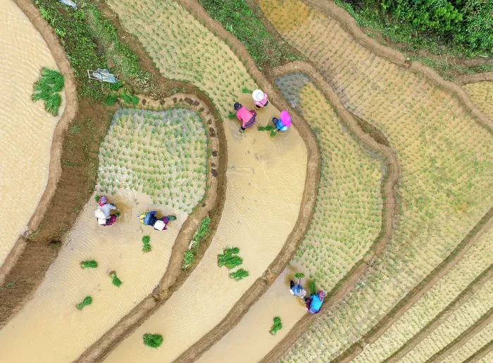Framed Print : Aerial view of people working in the rice terraces at Mu Cang Chai, Vietnam Framed Print : Aerial view of people working in the rice terraces at Mu Cang Chai, Vietnam