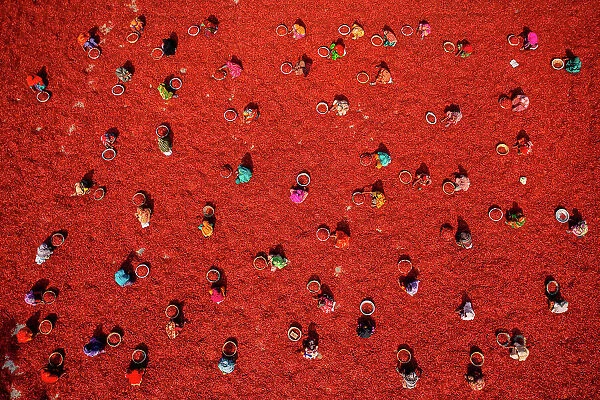 Aerial view of people working in a small farm collecting red chillies In a field, Bogura, Rajshahi province, Bangladesh