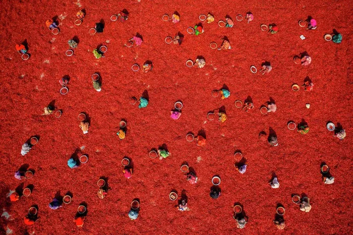Framed Print : Aerial view of people working in a small farm collecting red chillies In a field, Bogura, Rajshahi province, Bangladesh