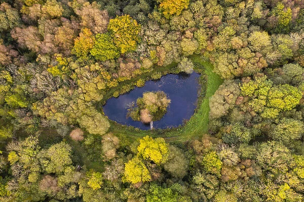 Aerial view of a pond and island in autumnal woodland, Devon, England
